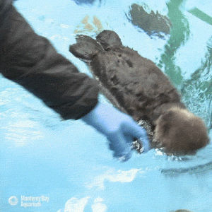 sea otter,monterey bay aquarium,otter,pup,enhydra lutris,otter pup,southern sea otter,blase otters,wild otter,wild sea otter