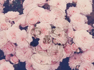 photography,pink,death,flowers,skull,grunge,pastels