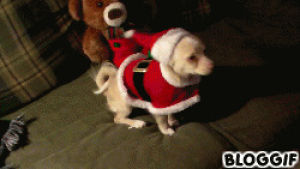 chihuahua,christmas dog,animals,animal christmas,dog,christmas animals,dog with santa hat,christmas hat