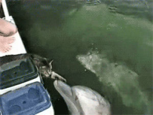 kissing,dolphin,cat,animals,home video,tank