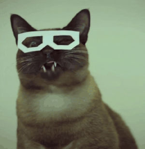 cat,frustrated,glasses,emotions,moustache