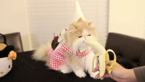 animation,cat,kitty,kitten,lovely,banana