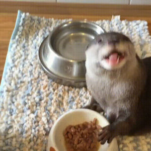 otter,all,food,eat