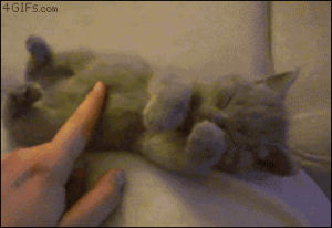cat,wake up,tickle,cute,kitten,stretch