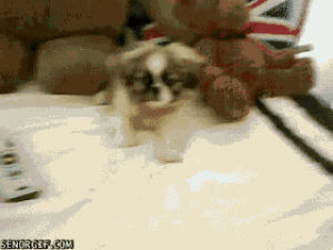 animals,fail,dog,puppy,running,fall,dogs,falling,moving,dog fail,beds