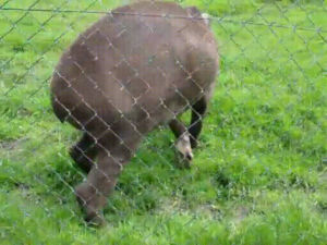 animals being jerks,tapir,shower,cameraman