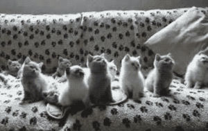 cat,black and white,kitten,kittens