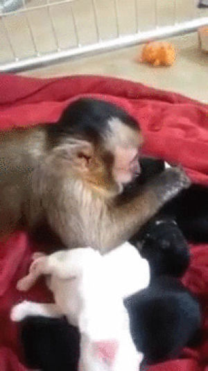 puppies,monkey,kisses,plays