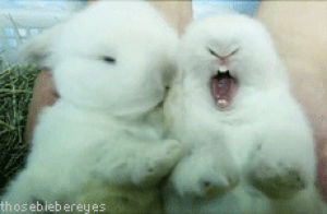 animals,white,rabbit,bunny,lick,yawn