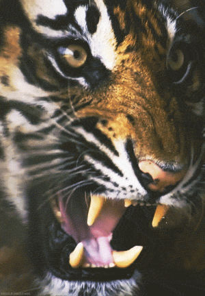 excited,tiger,roar,animals,exciting,whisker,growl