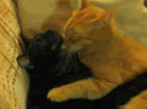 tabby,cat,animals,black,hug,hold,animals spooning