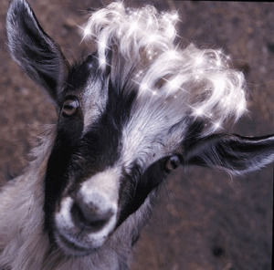 goat,goats,hairdo