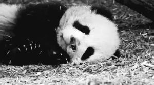 yawn,panda,bear,animals,baby panda