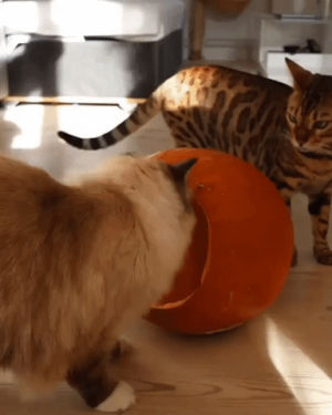 aww,cute,cat,pumpkin,eyebleach,halloween cat