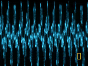 sound,communication,sound waves,blue,origins