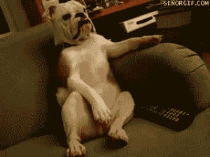 watching tv,tv,dog,lazy,couch,bulldog,working from home,lazy dog