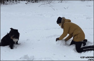 dog,snow