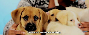 dog,puppy,drunk