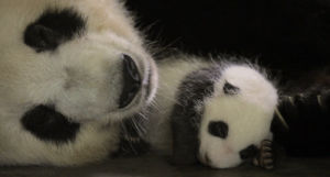 Panda durmiendo dormido GIF - Encontrar en GIFER