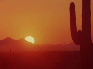 desert,cactus,scenery,vintage,landscape,sunset