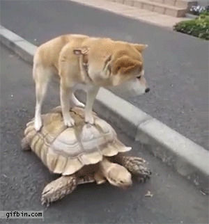 riding,turtle,shiba,inu
