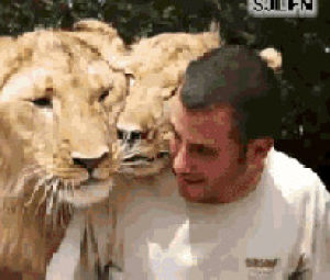 daddy,man,hug,lion,cuddle