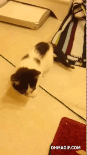string,backflip,rope,cat,fail,jump,scared,kitten,epic,mixed
