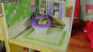 hamsters,drink,from,toilet,hamster,mini,takes,toilets