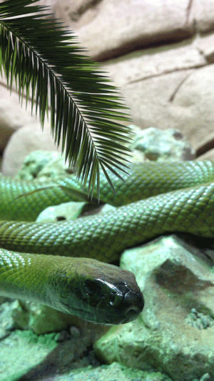 mamba,scale,viper,animation,loop,green,snake,tumblr featured,reptile,deadly,brian puspos