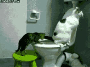 toilet,perv,cat,slims