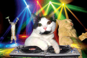 turntable,disco,cat