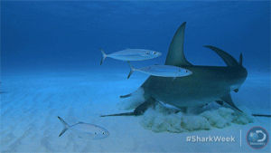hammerhead shark,food,hungry,discovery,shark week