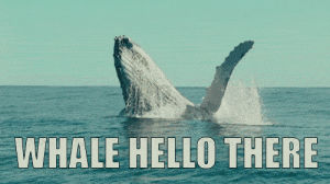 flirting,whale hello there,whale,hi,wave,waving,tinder,pun,hay,well hello there,whale wave