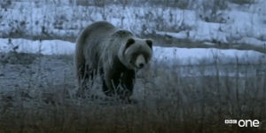 cute,animals,bbc,bear,bbc one,bbc1,wildlife,bbc 1,safari,brown bear,natures epic journeys