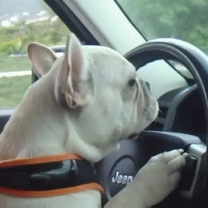 drive,dogs,funny animals,cool,animals,yeah,driving