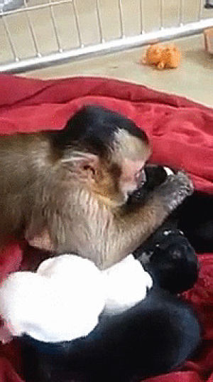 monkey,capuchin,timethis,first,puppies