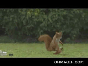 nut,squirrel,funny,animals,ball,playing,kick