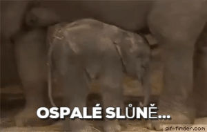 elephant,baby
