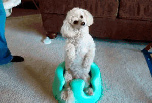 animals,smart,funny dog,poodle,in baby seat,quizzical pose