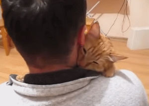 cat,hugs