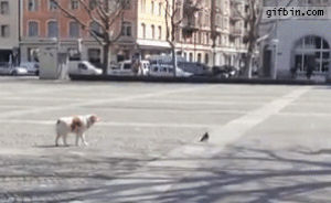 dog,fail,pigeon,catching