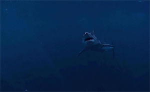 shark attack,water,cool,sea,ocean,attack,shark