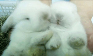 bunny,love,white rabbit,white rabbits,bunny love