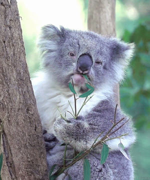 nom nom nom,koalas