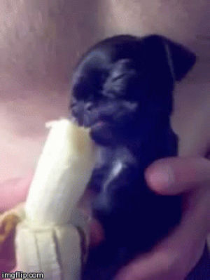 cute puppy,food,baby,puppy,eating,banana,pug,tiny,pup