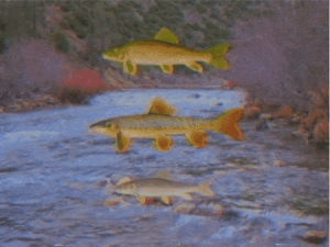 river,floating fish,vintage,water,science,retro,vhs,fish,vhs positive,vhspositive