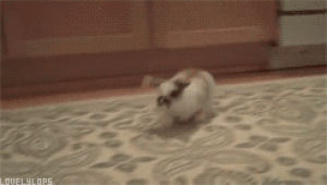 hopping,cute rabbit,animals,jumping,rabbit,bunny,cuteanimal