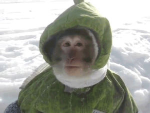 monkey,snow,adorable,look,hop,suit,around