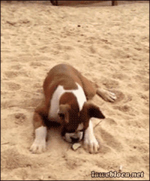 sand,dogs,headbang,headbanging