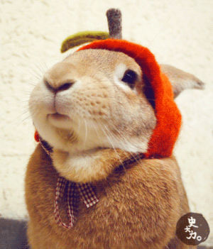 animals wearing hats,animal,bunny,rabbit,pet